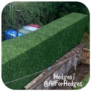 All For Hedges - Gardening Services in East Kilbride