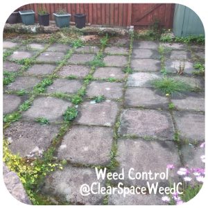 Clear Space Weed Control Gardening Services in East Kilbride