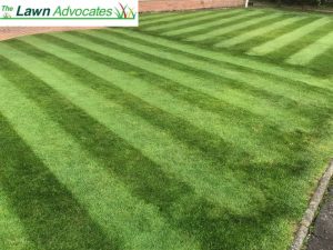Lawn Weed Treatment landing page